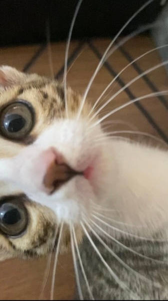 Tekir Kedi, Kedi Mıncır fotoğrafı