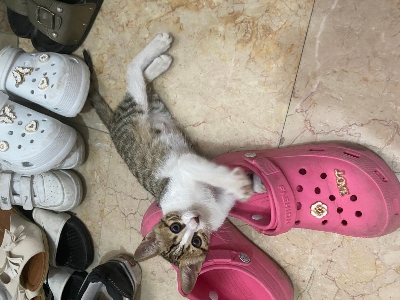 Tekir Kedi, Kedi Mıncır fotoğrafı