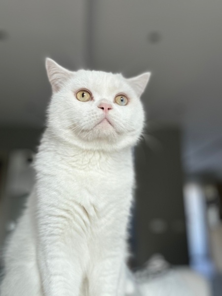 British Shorthair, Kedi Charlie fotoğrafı