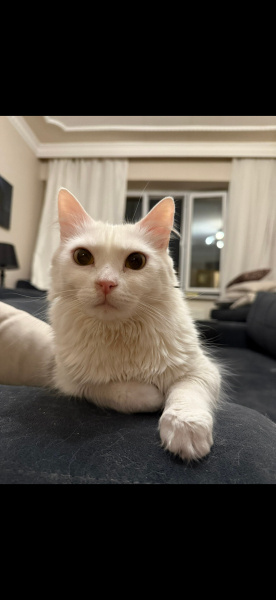Ankara Kedisi, Kedi Yaren fotoğrafı