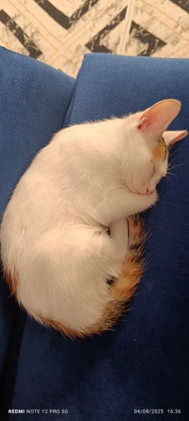 American Wirehair, Kedi Minik fotoğrafı