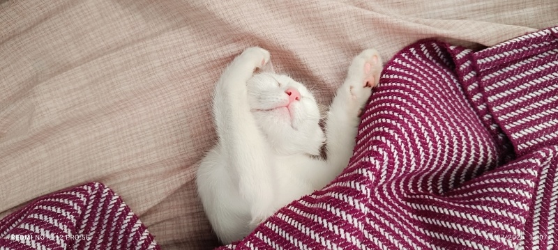 American Wirehair, Kedi Minik fotoğrafı