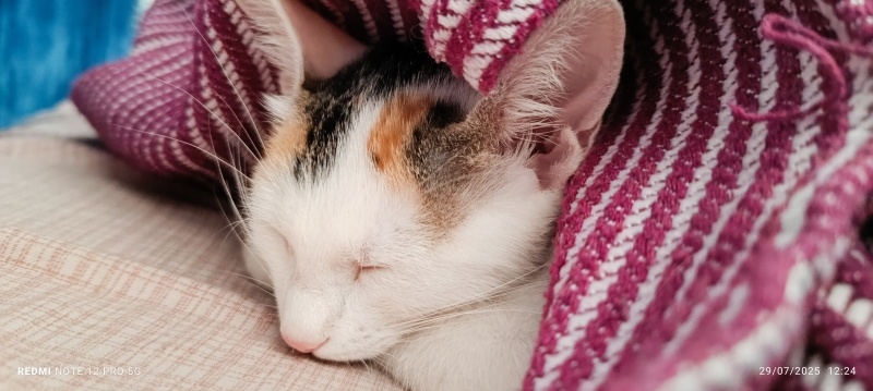 American Wirehair, Kedi Minik fotoğrafı
