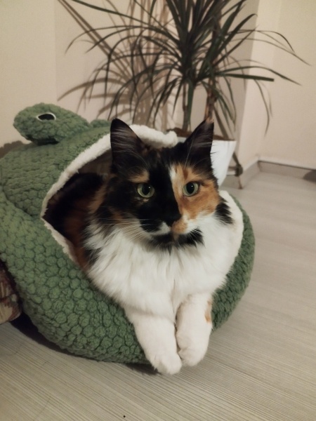 Norwegian Forest, Kedi Fistan fotoğrafı