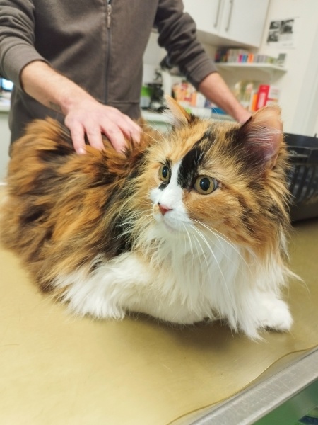 Norwegian Forest, Kedi Kılmak fotoğrafı