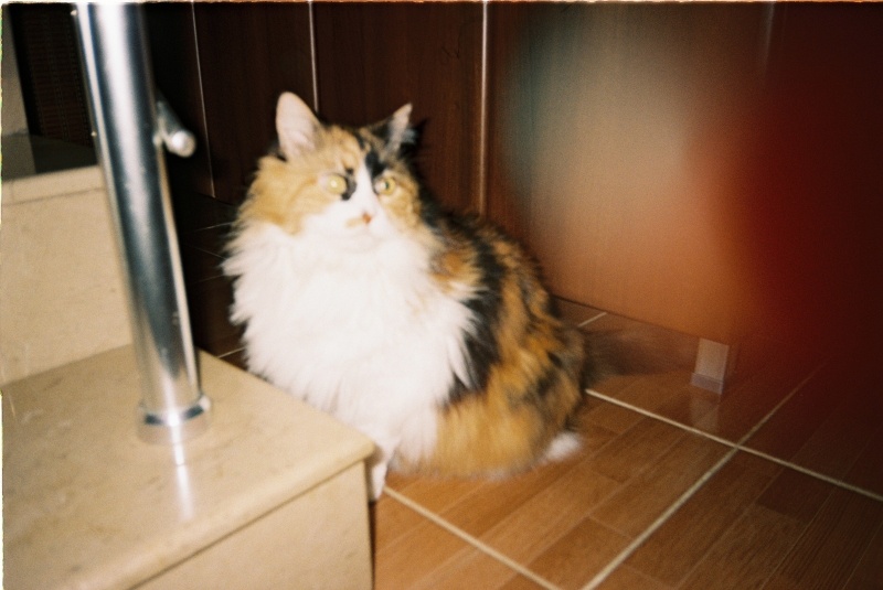 Norwegian Forest, Kedi Kılmak fotoğrafı