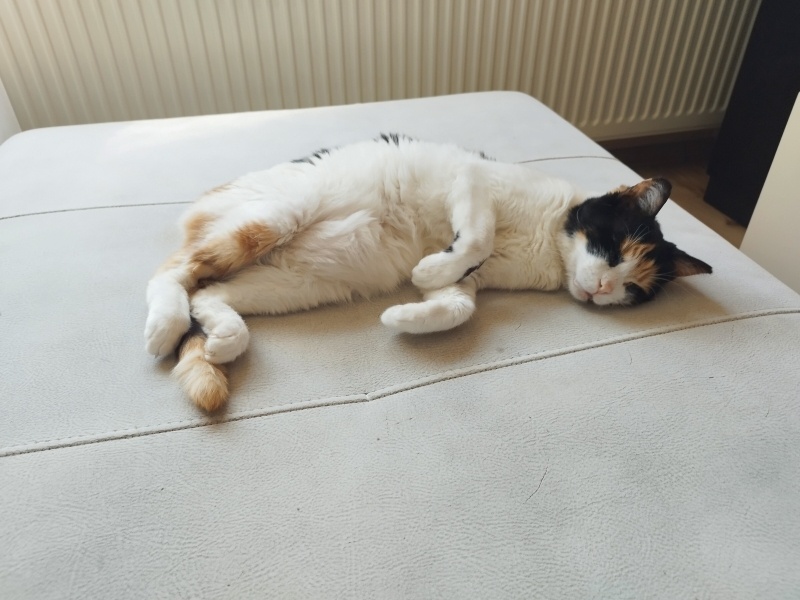 Bengal, Kedi Kitty fotoğrafı