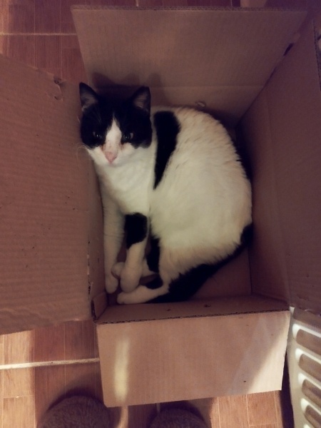 Tuxedo (Smokin) Kedi, Kedi Oli fotoğrafı