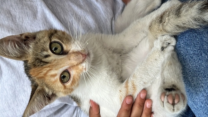 Tekir Kedi, Kedi  Mia fotoğrafı