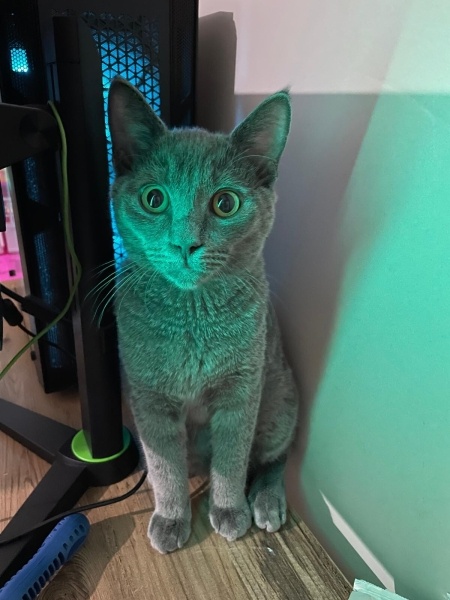British Longhair, Kedi Ponçi fotoğrafı