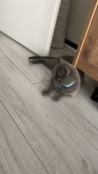 British Longhair, Kedi Ponçi fotoğrafı