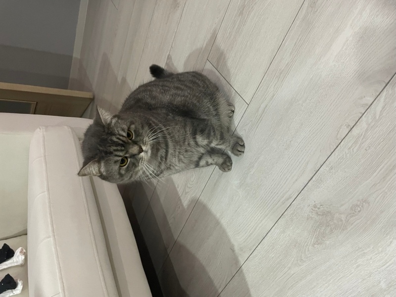 British Longhair, Kedi Thor fotoğrafı