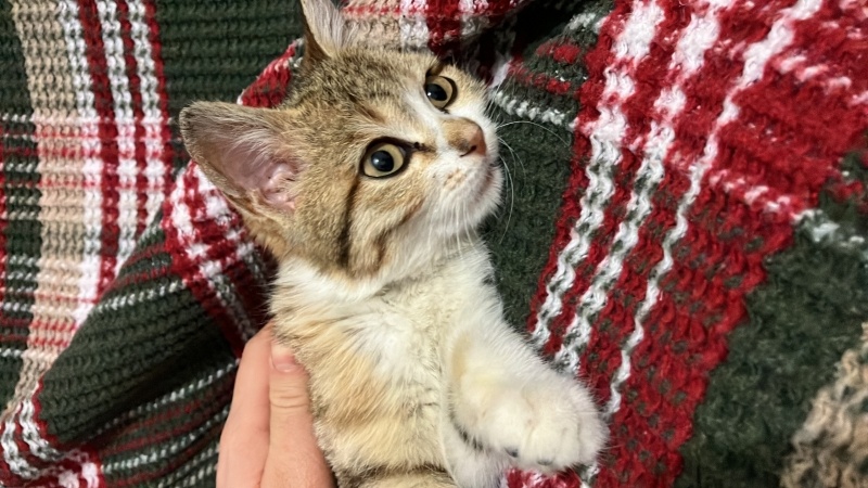 Tekir Kedi, Kedi Müezza fotoğrafı