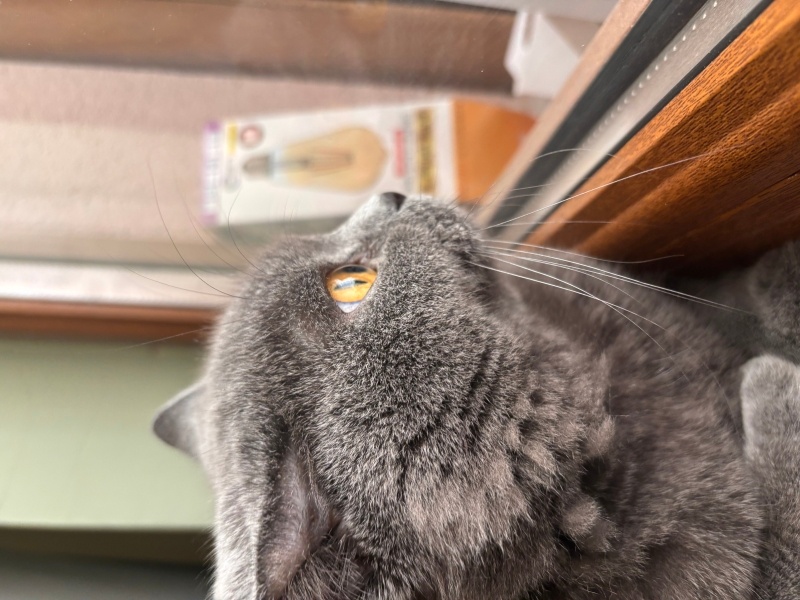 British Shorthair, Kedi Tokyo fotoğrafı