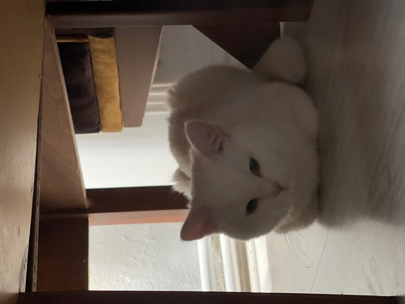 Scottish Fold, Kedi  Pamuk fotoğrafı