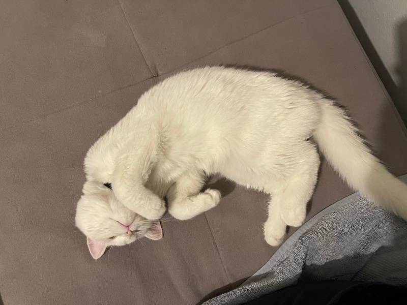 Scottish Fold, Kedi  Pamuk fotoğrafı