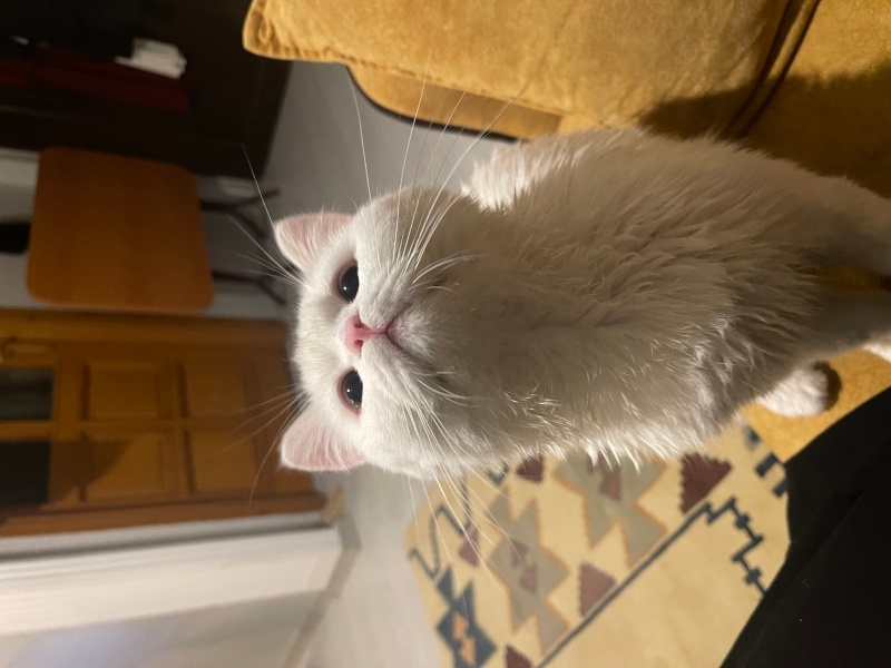 Scottish Fold, Kedi  Pamuk fotoğrafı