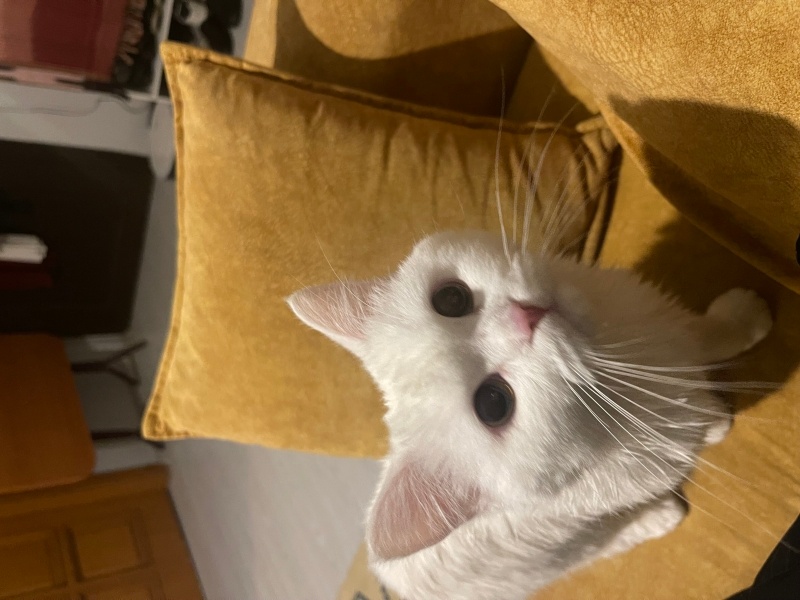 Scottish Fold, Kedi  Pamuk fotoğrafı