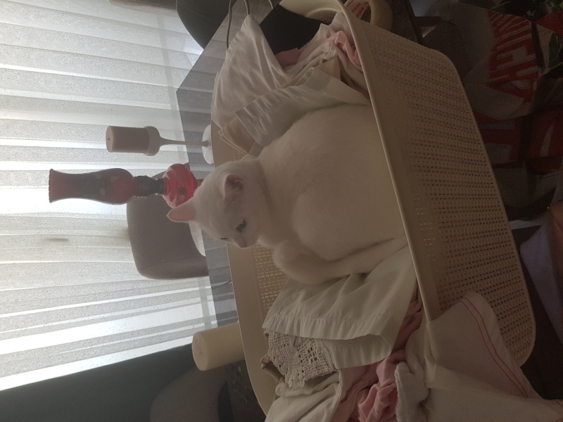 American Shorthair, Kedi Craft fotoğrafı