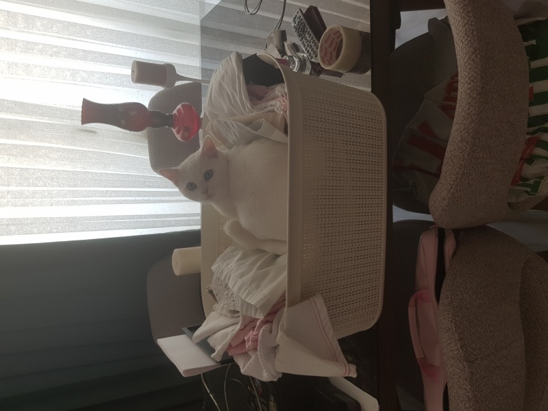 American Shorthair, Kedi Craft fotoğrafı