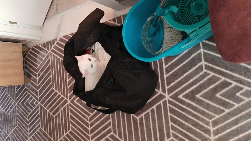 American Shorthair, Kedi Craft fotoğrafı