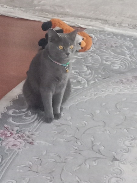 British Shorthair, Kedi  Mia fotoğrafı