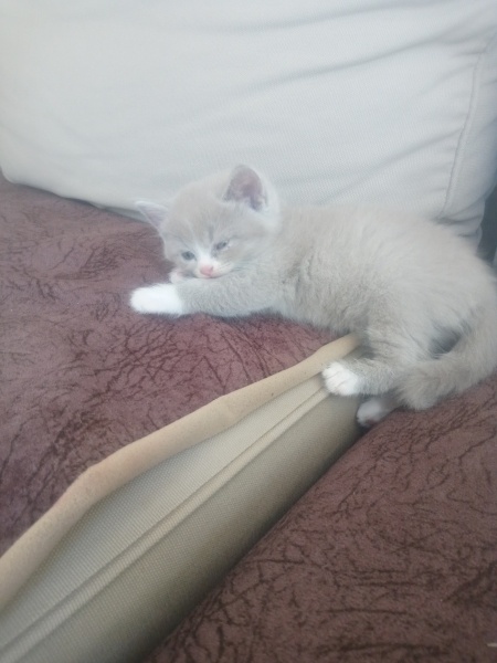 British Shorthair, Kedi  Balım fotoğrafı