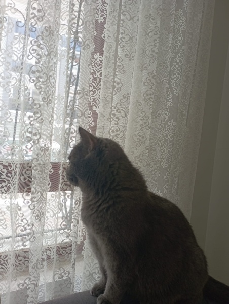 British Shorthair, Kedi  Miya fotoğrafı