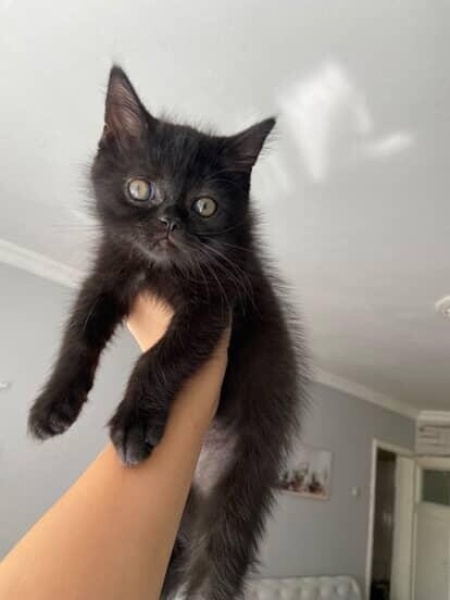 British Shorthair, Kedi Pascal fotoğrafı