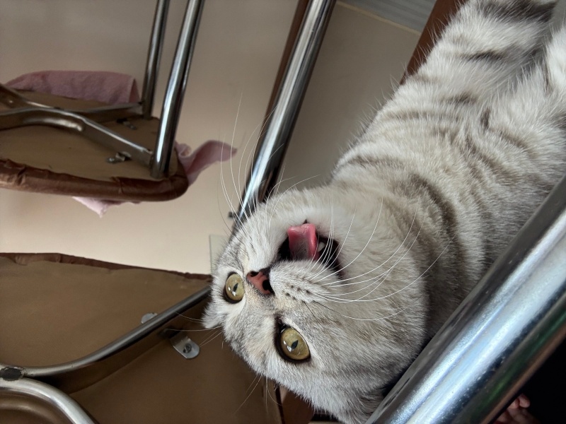 Scottish Fold, Kedi Badem fotoğrafı