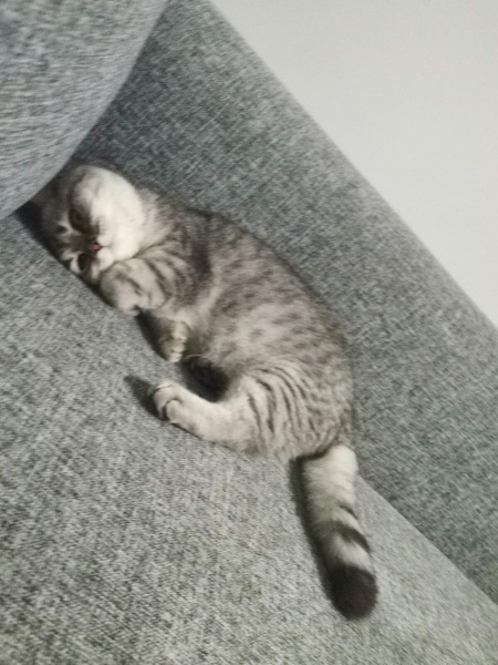 British Shorthair, Kedi  Mia fotoğrafı
