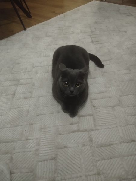 Tekir Kedi, Kedi  Duman fotoğrafı