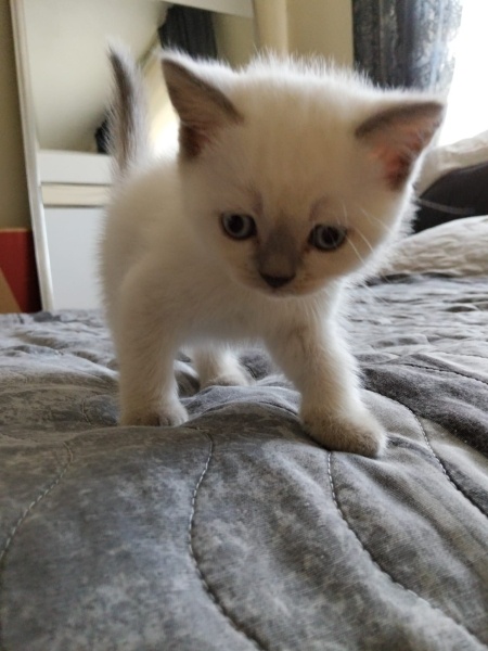 British Shorthair, Kedi yok fotoğrafı