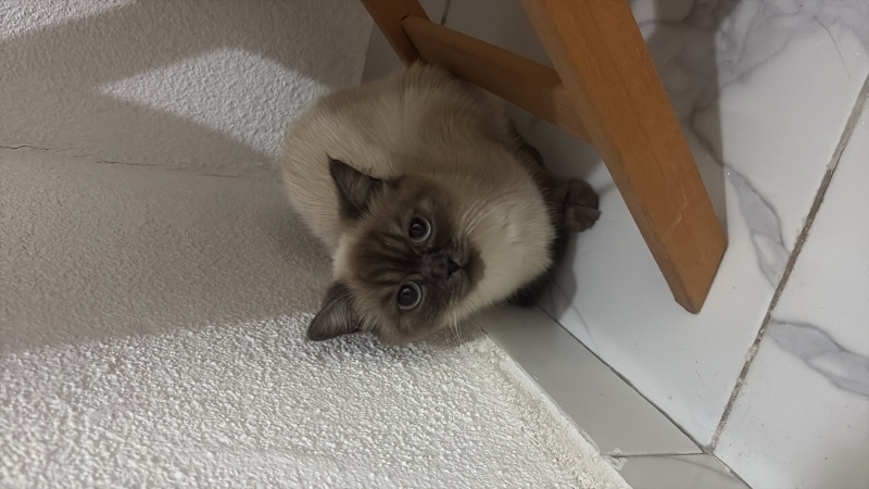Brazilian Shorthair, Kedi  Pamuk fotoğrafı