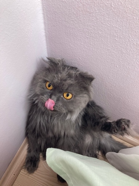 Scottish Fold, Kedi Lila fotoğrafı