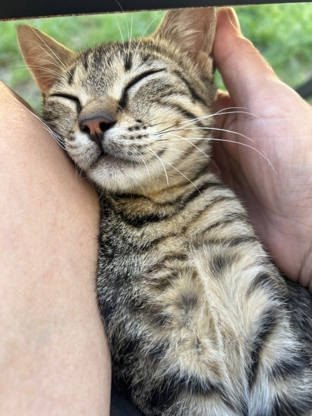 Tekir Kedi, Kedi Minnak fotoğrafı