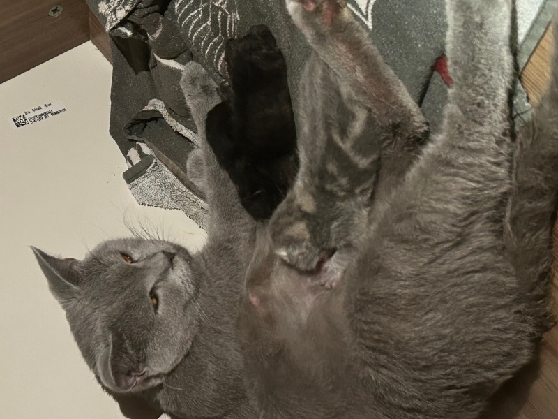 British Shorthair, Kedi Minik fotoğrafı