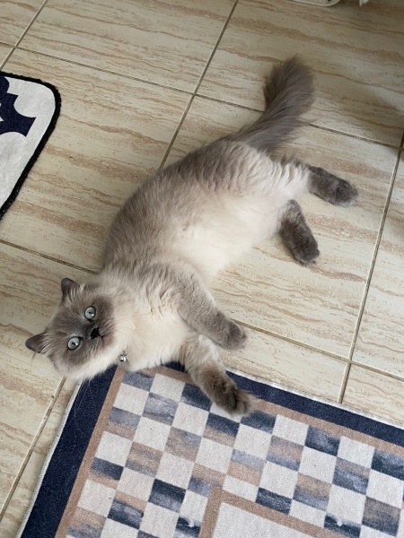 Ragdoll, Kedi mocha fotoğrafı