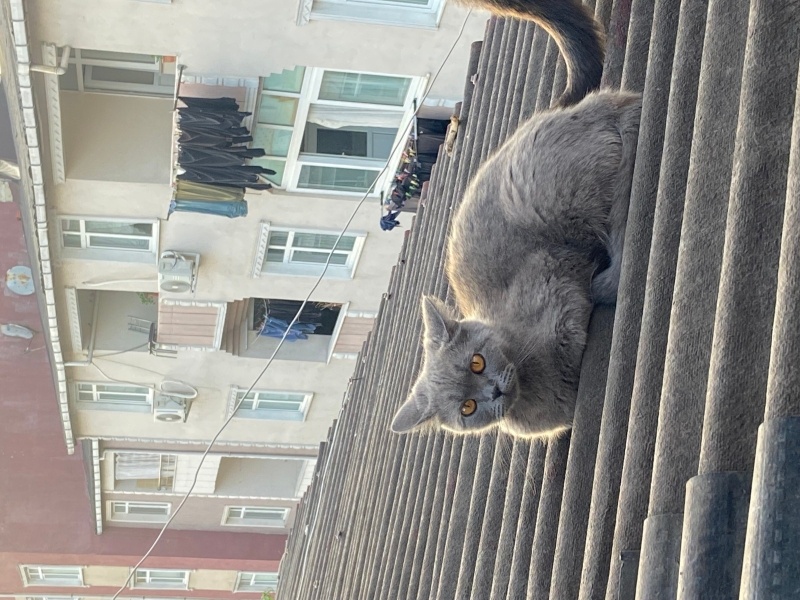 British Shorthair, Kedi  Zilli fotoğrafı