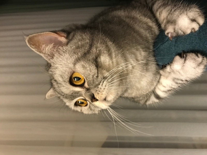 British Shorthair, Kedi  Şila fotoğrafı