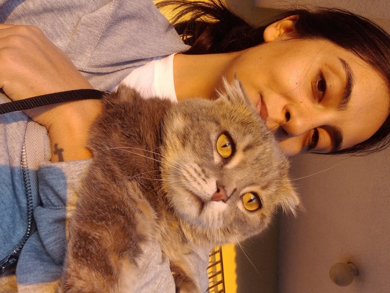 Scottish Fold, Kedi Odin fotoğrafı