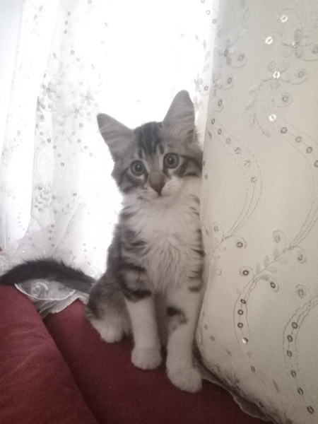 Tekir Kedi, Kedi Bücür fotoğrafı