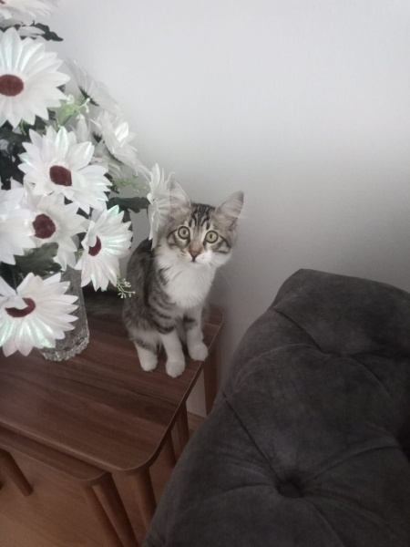 Tekir Kedi, Kedi Bücür fotoğrafı