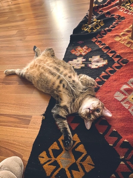 Tekir Kedi, Kedi  Venüs fotoğrafı