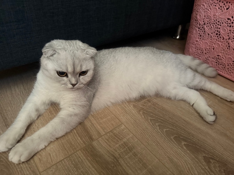 British Shorthair, Kedi Maya fotoğrafı