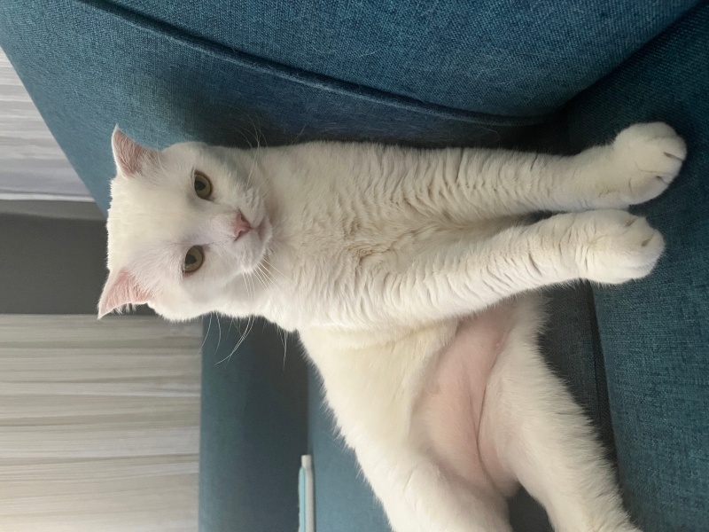 British Longhair, Kedi  BULUT fotoğrafı