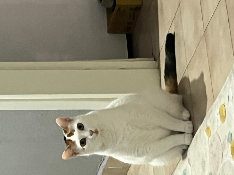 Tekir Kedi, Kedi  PONÇİK fotoğrafı
