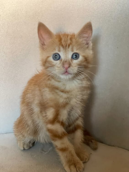 Tekir Kedi, Kedi  Tarçın fotoğrafı