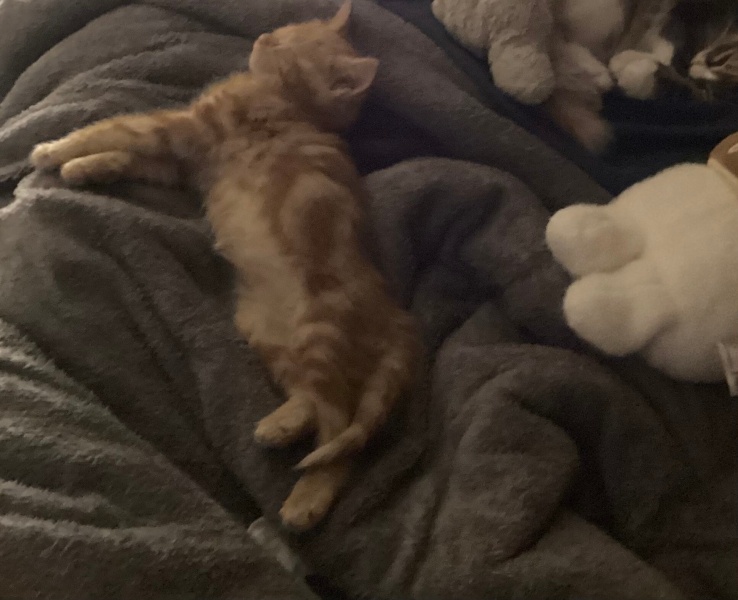 Tekir Kedi, Kedi  Tarçın fotoğrafı