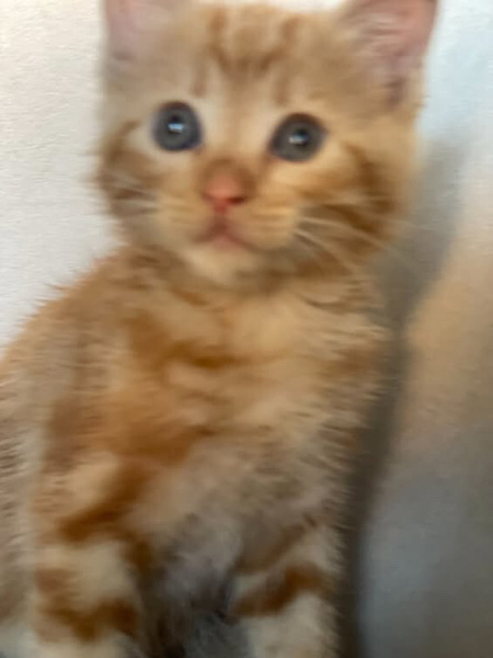 Tekir Kedi, Kedi  Tarçın fotoğrafı